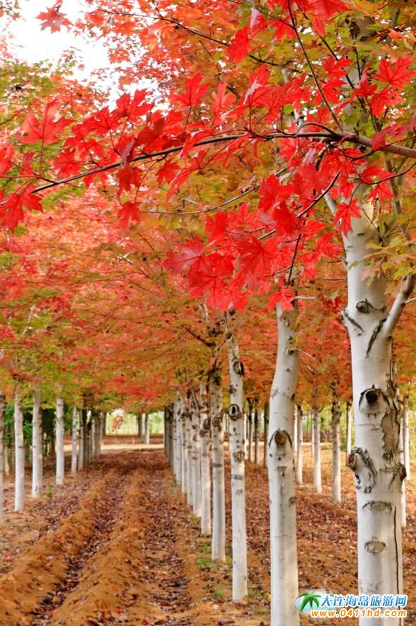 �����p�������r����ʮ�ﱤ���~���٣�Ⱦ�t��