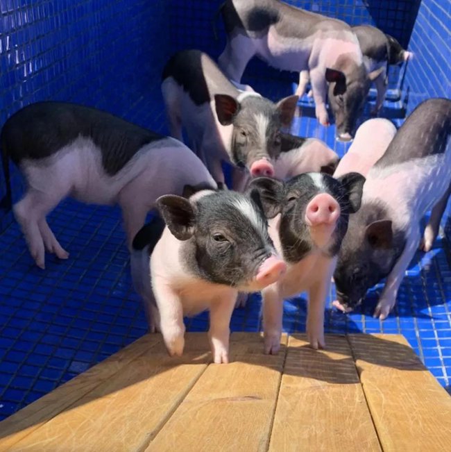 ���B��ʯ������