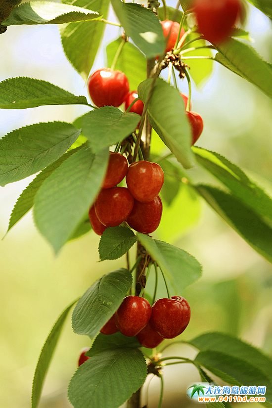 2022���B����Ҳ�ժֱ��������6��14����ʽ����(d��ng)