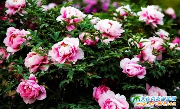 ���B��ʯ������